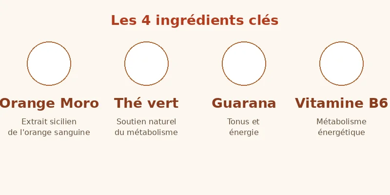 Les 4 ingrédients clés de MOROSIL+